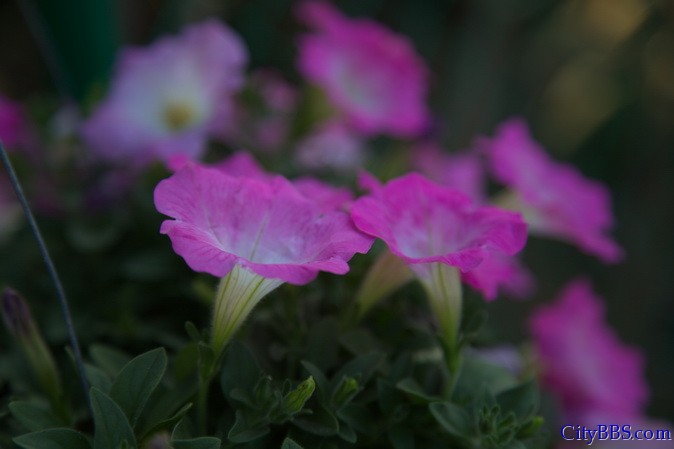 鲜花盛开之花样清迈