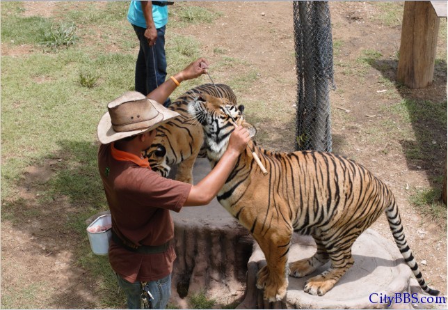 清迈的夜间动物园 Chiangmai Night Safari