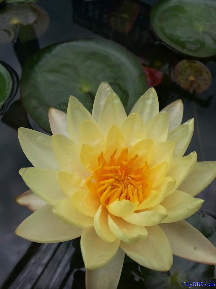 清迈皇家花博会 Royal Flower Flora 