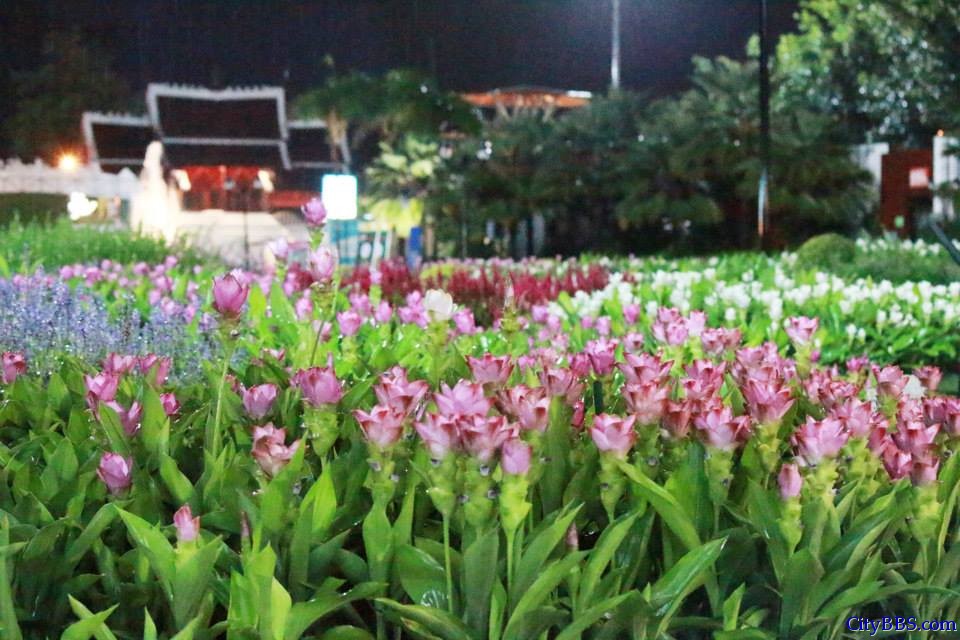 清迈皇家花博会 Royal Flower Flora 