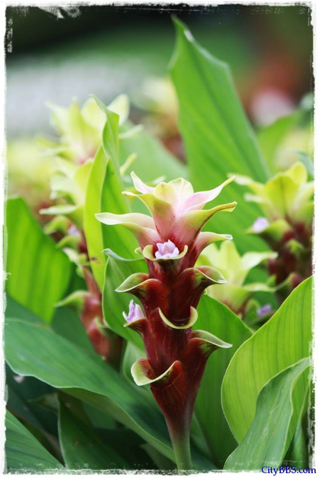 清迈皇家花博会 Royal Flower Flora 