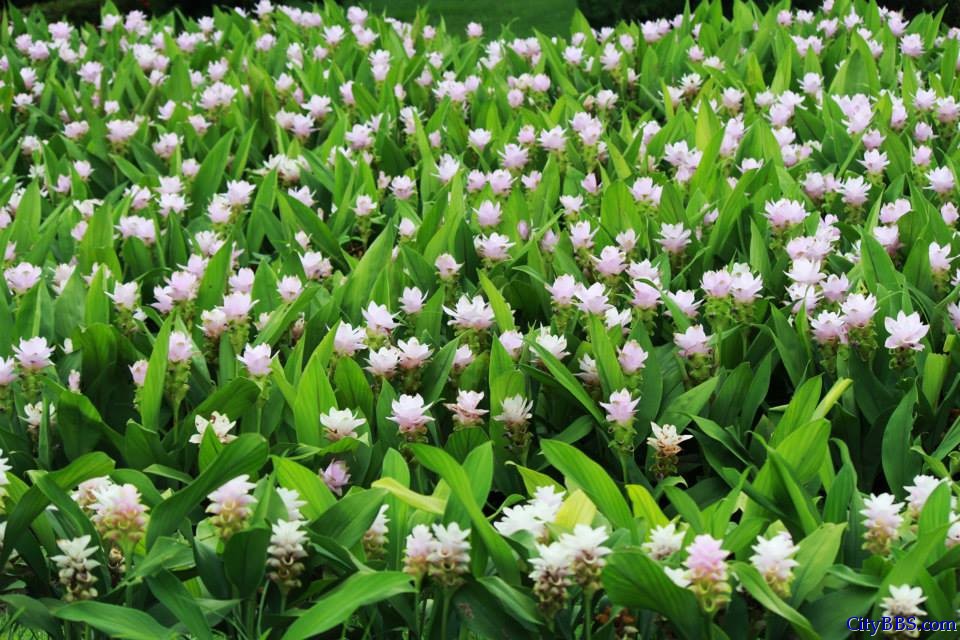 清迈皇家花博会 Royal Flower Flora 