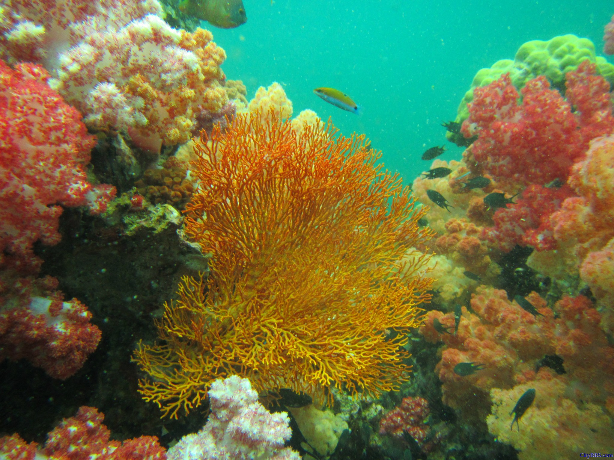 揭秘泰国不为人知的绝美海岛 丽贝岛LIPE