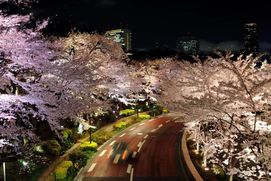 东京夜樱.jpg