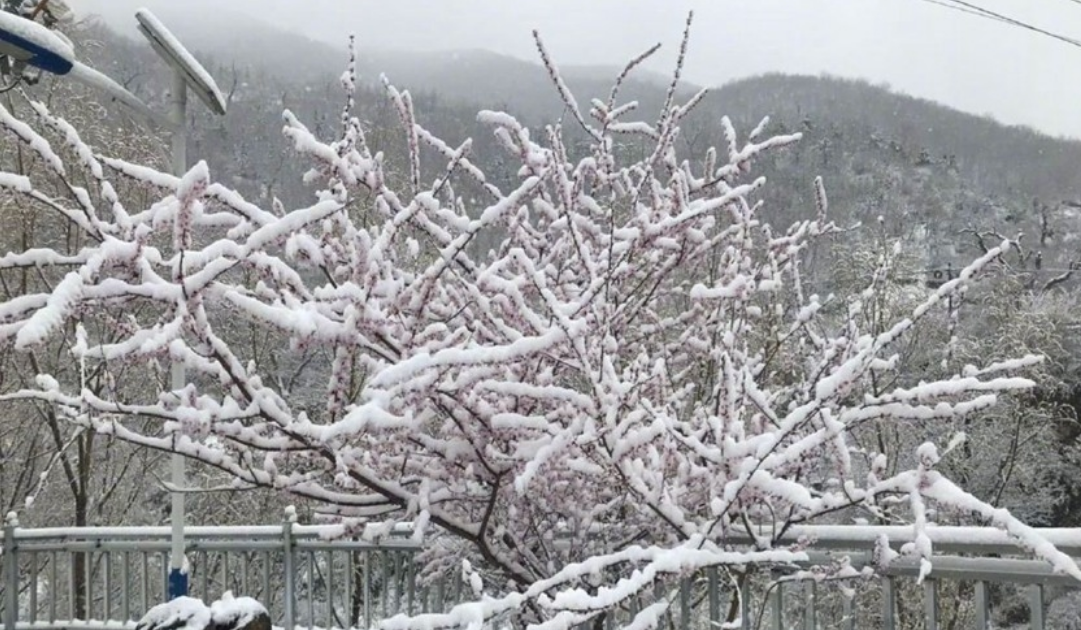 北京郊区四月飞雪 香山桃花戴上雪“帽子”