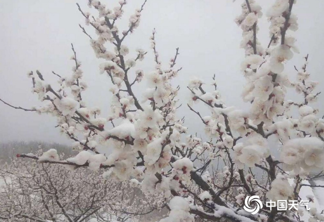北京郊区四月飞雪 香山桃花戴上雪“帽子”