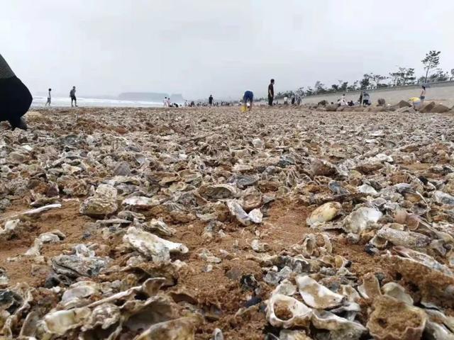 台风过后青岛海滩上全是海鲜