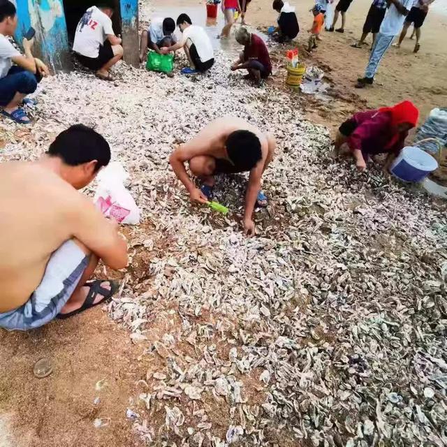 台风过后青岛海滩上全是海鲜
