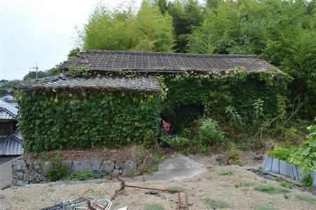 老平房被爬山虎覆盖