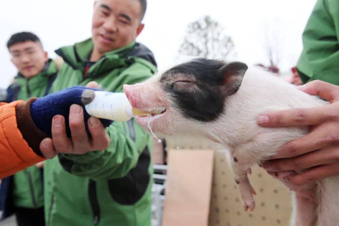 楼上养猪投放冻肉