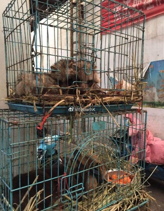 武汉肺炎始发地华南海鲜市场的照片触目惊心