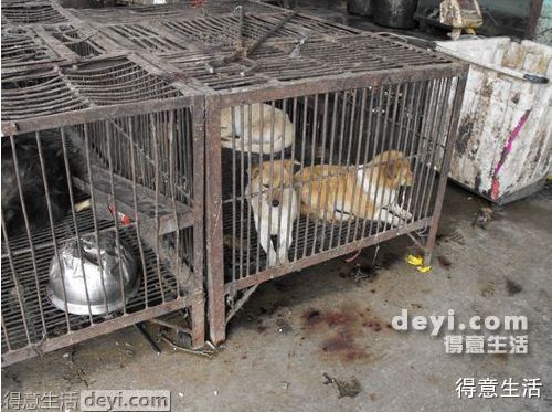武汉肺炎始发地华南海鲜市场的照片，触目惊心