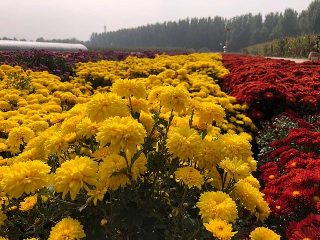 十一赏菊，京郊尽是好去处6.jpeg