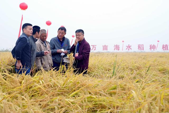 十万亩海水稻.jpeg