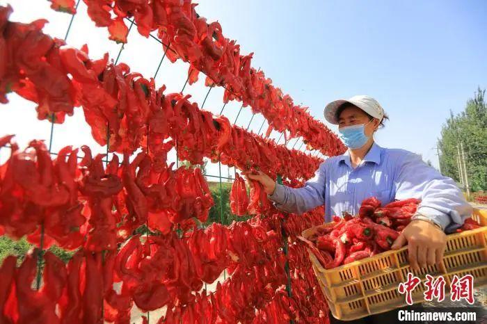 新疆博湖县塔温觉肯乡哈尔恩根村村民正忙着晾晒辣椒