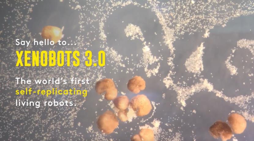Xenobots成为全球第一个被发现以这种方式繁殖的多细胞生物体