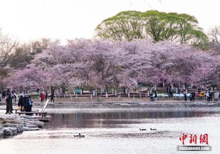 北京玉渊潭公园春和景明，吸引游人流连花海