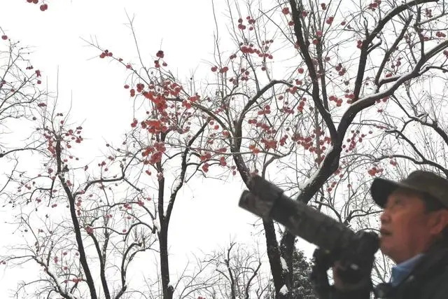 感受雪后京城！摄影爱好者齐聚景山公园