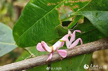 罕见的兰花螳螂