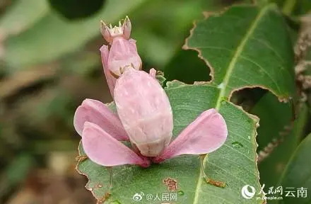 罕见的兰花螳螂