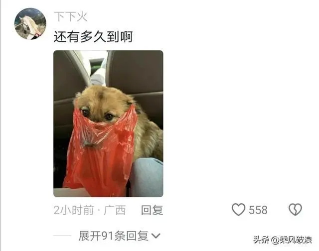 狗子也晕头转向，吐得稀里哗啦的
