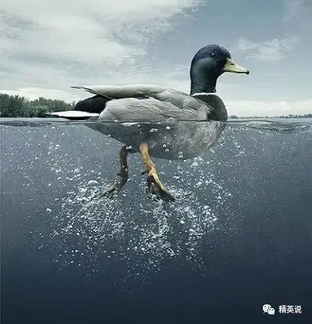 “鸭子综合症”（Stanford Duck Syndrome）