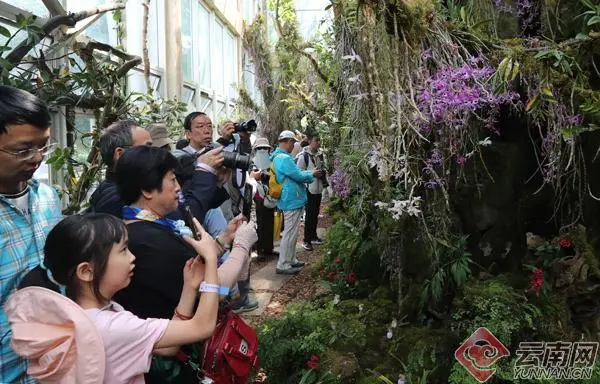扶荔宫兰花展争奇斗艳