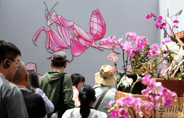 扶荔宫兰花展争奇斗艳