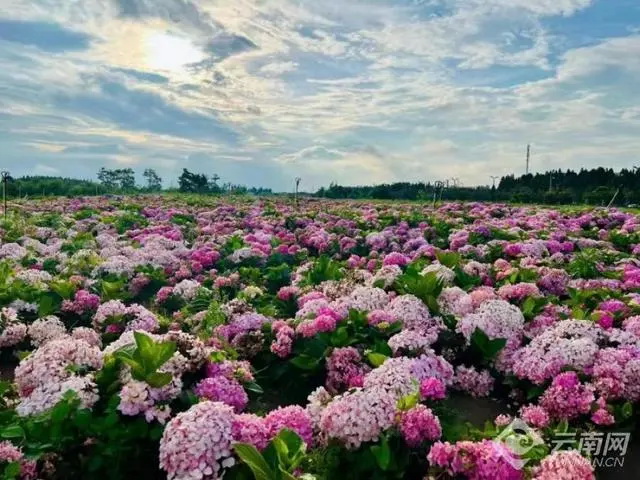 花旅融合让呈贡成“反向游”热门地