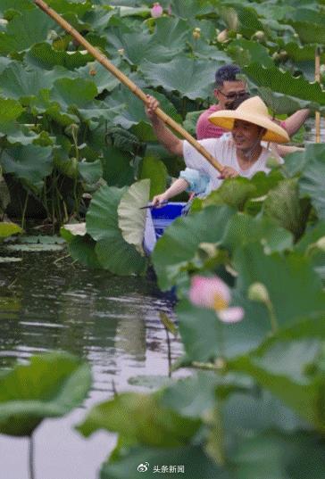 入住的青年人一起去荷塘采荷