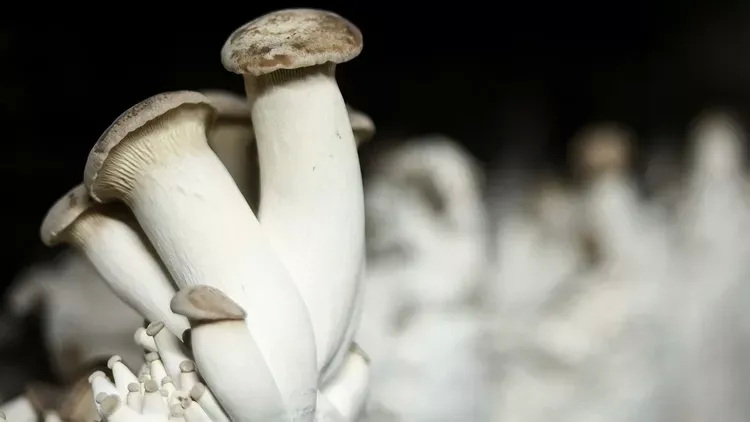 杏鲍菇的菌丝体被研究团队作为控制机器人动作的媒介