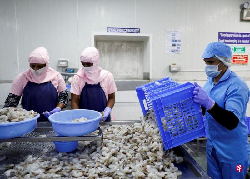 工人今年4月10日在印度维沙卡帕特南郊区的一家虾类加工厂内分拣虾